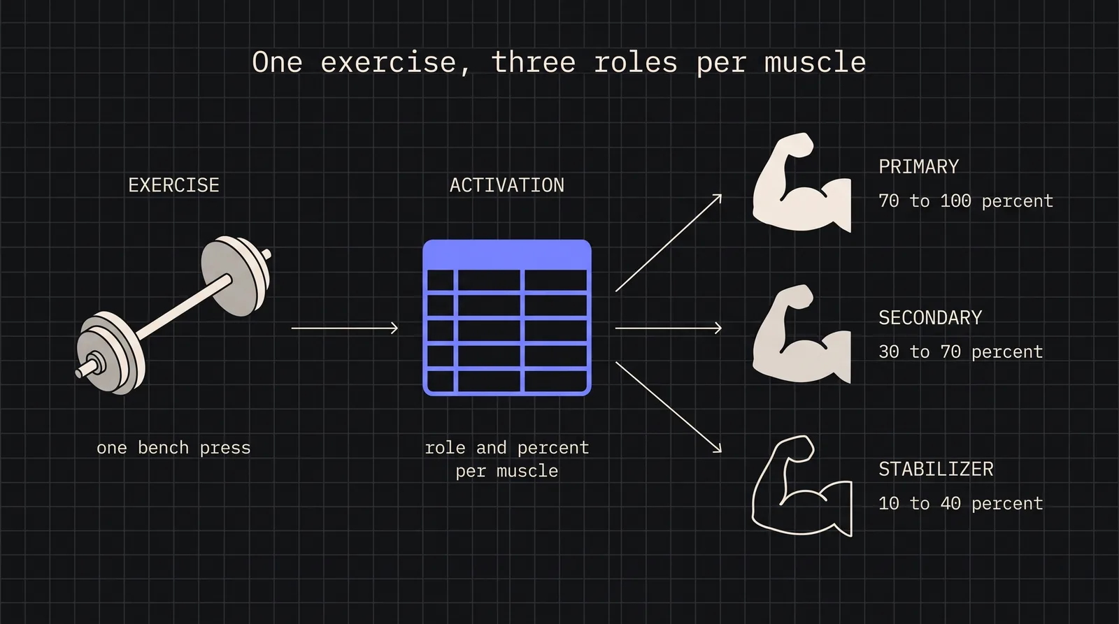 Diagram: One exercise, three roles per muscle
